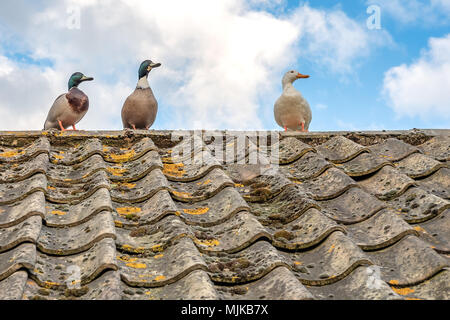 Trio der wilde Enten, zwei Stockenten und einer weiblichen weißen Ente gesehen Umwerben oben auf der Ziegeldach im Frühsommer. Stockfoto