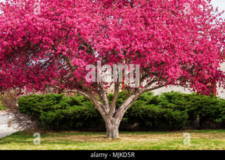 Crabapple tree in voller rosa Frühling blühen; Salida, Colorado, USA Stockfoto