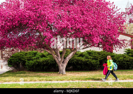 Grundschule Kind zu Fuß von der Schule nach Hause; crabapple Tree in voller rosa Frühling blühen; Salida, Colorado, USA Stockfoto