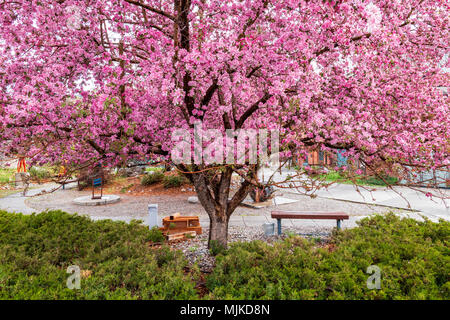Crabapple tree in voller rosa Frühling blühen; Salida, Colorado, USA Stockfoto