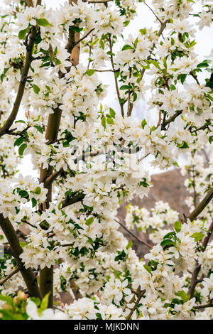 Asiatische Pear Tree in voller weißer Frühling blühen; Salida, Colorado, USA Stockfoto