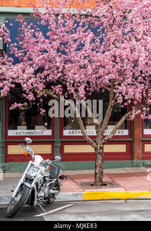 Harley Davidson Motorrad unter Crabapple Tree in voller Frühling blühen; Holzapfel; Malus; Laub; Bäume; Rosaceae; Salida, Colorado, USA Stockfoto