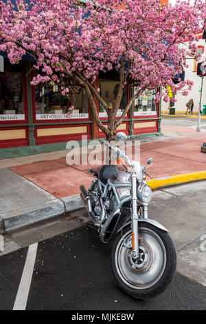 Harley Davidson Motorrad unter Crabapple Tree in voller Frühling blühen; Holzapfel; Malus; Laub; Bäume; Rosaceae; Salida, Colorado, USA Stockfoto