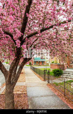 Crabapple tree in voller rosa Frühling blühen; Salida, Colorado, USA Stockfoto