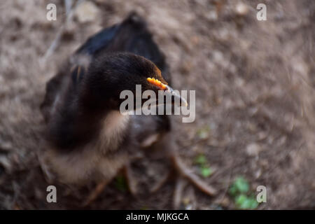 Huhn Stockfoto