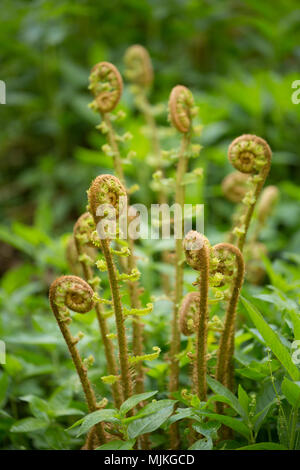 Fiddlehead oder fiddleneck Farne wachsen in einem Wald in North Dorset England UK. Es gibt mehrere Arten von Farnen, die fiddleheads angezeigt, wenn Sie Stockfoto