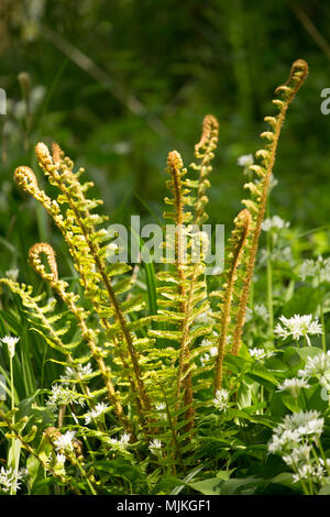 Fiddlehead oder fiddleneck Farne wachsen in einem Wald in North Dorset England UK. Es gibt mehrere Arten von Farnen, die fiddleheads angezeigt, wenn Sie Stockfoto