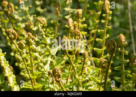 Fiddlehead oder fiddleneck Farne wachsen in einem Wald in North Dorset England UK. Es gibt mehrere Arten von Farnen, die fiddleheads angezeigt, wenn Sie Stockfoto