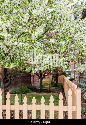 Asiatische Pear Tree in voller weißer Frühling blühen; Salida, Colorado, USA Stockfoto