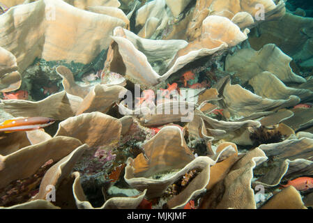 Große Kolonie von Kohl coral an Ulong Channel, Palau Stockfoto