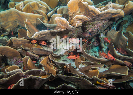 Große Kolonie von Kohl coral an Ulong Channel, Palau Stockfoto