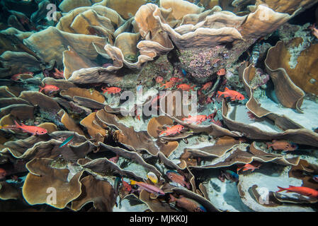 Große Kolonie von Kohl coral an Ulong Channel, Palau Stockfoto