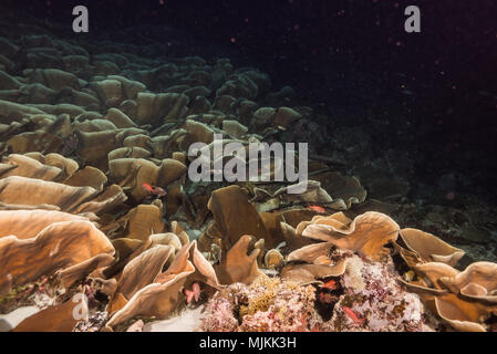 Große Kolonie von Kohl coral an Ulong Channel, Palau Stockfoto