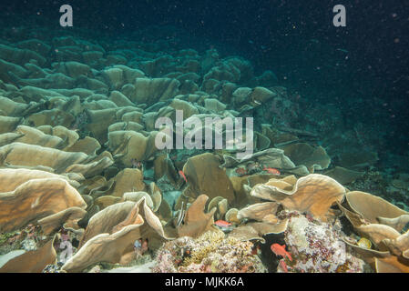 Große Kolonie von Kohl coral an Ulong Channel, Palau Stockfoto