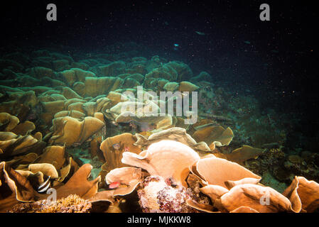 Große Kolonie von Kohl coral an Ulong Channel, Palau Stockfoto