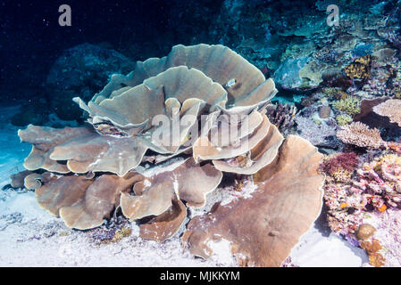 Große Kolonie von Kohl coral an Ulong Channel, Palau Stockfoto