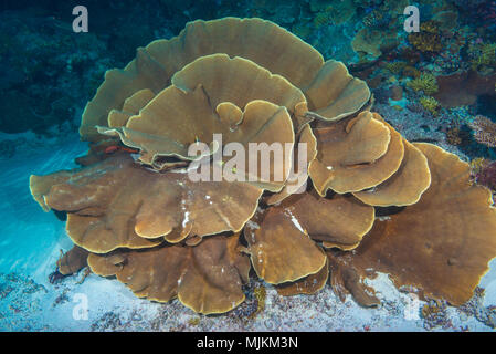 Große Kolonie von Kohl coral an Ulong Channel, Palau Stockfoto