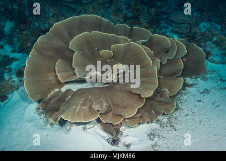 Große Kolonie von Kohl coral an Ulong Channel, Palau Stockfoto