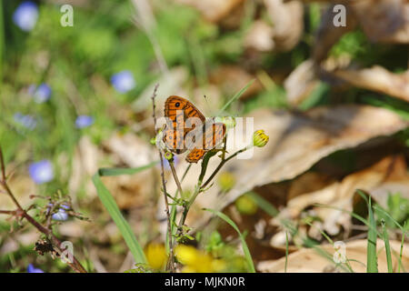 Wand braun butterfly Lateinischer Name lasiommata megera Fütterung in Italien Stockfoto