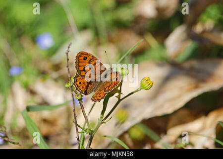 Wand braun butterfly Lateinischer Name lasiommata megera Fütterung in Italien Stockfoto