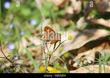 Wand braun butterfly Lateinischer Name lasiommata megera Fütterung in Italien Stockfoto