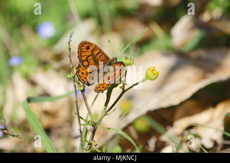 Wand braun butterfly Lateinischer Name lasiommata megera Fütterung in Italien Stockfoto