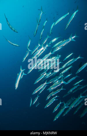 Schule von Großaugenthun Barrakuda (Sphyraena forsteri Cuvier, 1829). Palau Stockfoto