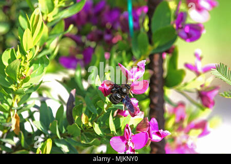 Carpenter bee Lateinischer Name xylocopa violacea lila Adenia myrtifolia grandiflora Blume im Frühling in Italien Stockfoto