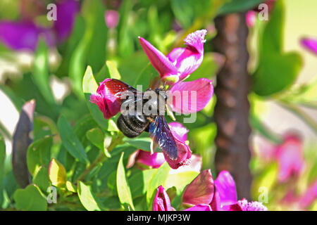 Carpenter bee Lateinischer Name xylocopa violacea lila Adenia myrtifolia grandiflora Blume im Frühling in Italien Stockfoto