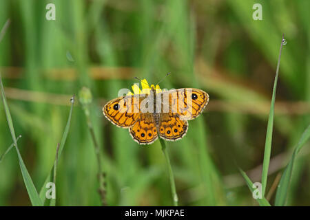 Wand braun butterfly Lateinischer Name lasiommata megera Fütterung in Italien Stockfoto