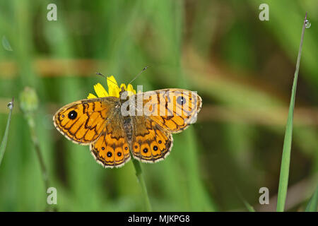 Wand braun butterfly Lateinischer Name lasiommata megera Fütterung in Italien Stockfoto