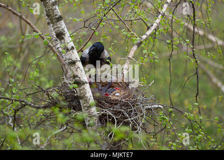 Die Krähe Feeds das neugeborene Küken im Nest Stockfoto