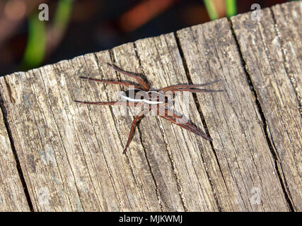 Ein Floß Spinne (Dolomedes sp) Stockfoto