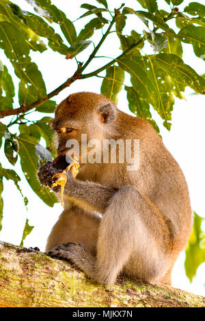 Komisch aussehende Long-tailed macaque Stockfoto