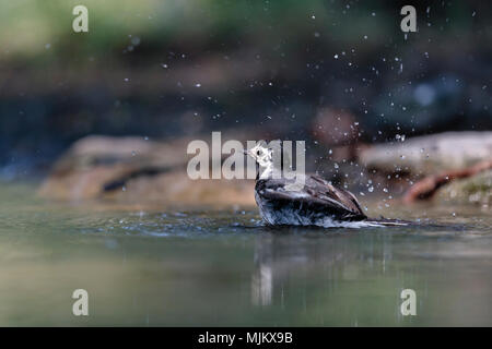 Pied wagtail Baden in der Donau Delta Rumänien Stockfoto