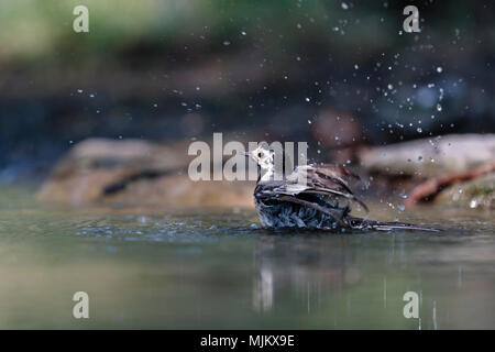 Pied wagtail Baden in der Donau Delta Rumänien Stockfoto