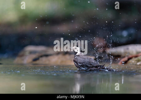 Pied wagtail Baden in der Donau Delta Rumänien Stockfoto