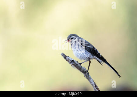 Pied wagtail auf einem Ast in die Donau Delta Rumänien Stockfoto