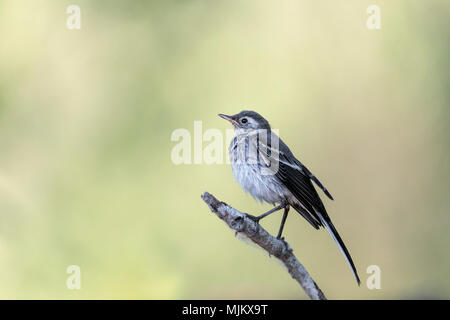 Pied wagtail auf einem Ast in die Donau Delta Rumänien Stockfoto