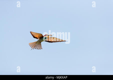 Bee-eater Fliegen mit einer Biene in ihrem Schnabel. Stockfoto