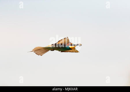 Bee-eater Fliegen mit einer Biene in ihrem Schnabel. Stockfoto