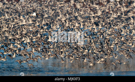 Herde von Knoten im Flug bei Snettishanm England Stockfoto