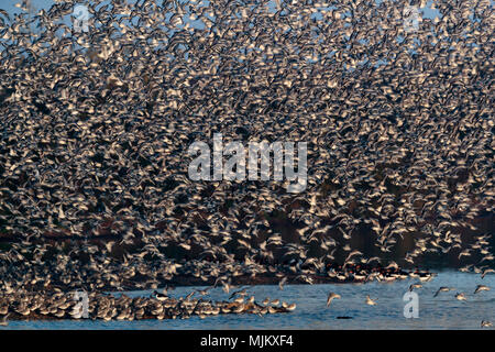 Herde von Knoten im Flug bei Snettishanm England Stockfoto