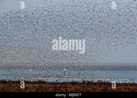 Herde von Knoten im Flug bei Snettishanm England Stockfoto