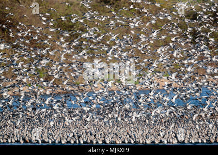 Herde von Knoten im Flug bei Snettishanm England Stockfoto