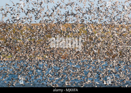 Herde von Knoten im Flug bei Snettishanm England Stockfoto