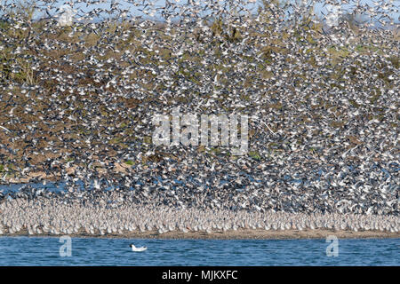 Herde von Knoten im Flug bei Snettishanm England Stockfoto