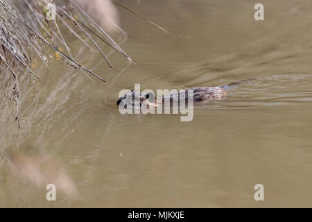 Nutrias schwimmen in der Camargue Stockfoto