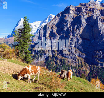 Alpenkühe an der Wiese mit Eiger und Mönch Berge in den Alpen, Mürren, Berner Oberland, Schweiz Stockfoto