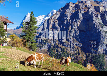 Alpenkühe an der Wiese mit Eiger und Mönch Berge in den Alpen, Mürren, Berner Oberland, Schweiz Stockfoto